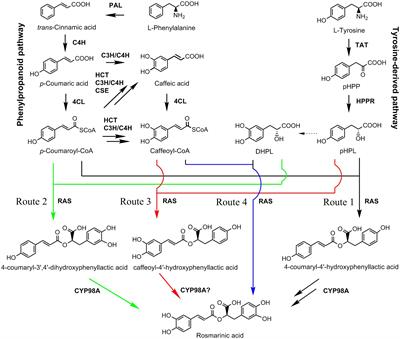 Systematic characterization of gene families and functional analysis of PvRAS3 and PvRAS4 involved in rosmarinic acid biosynthesis in Prunella vulgaris